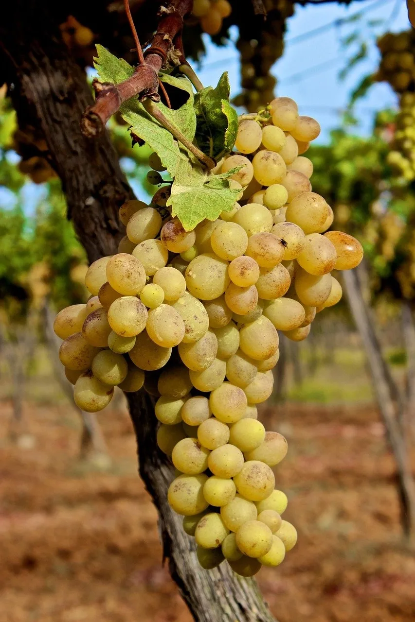 Quel est le vin blanc le plus sucré ?