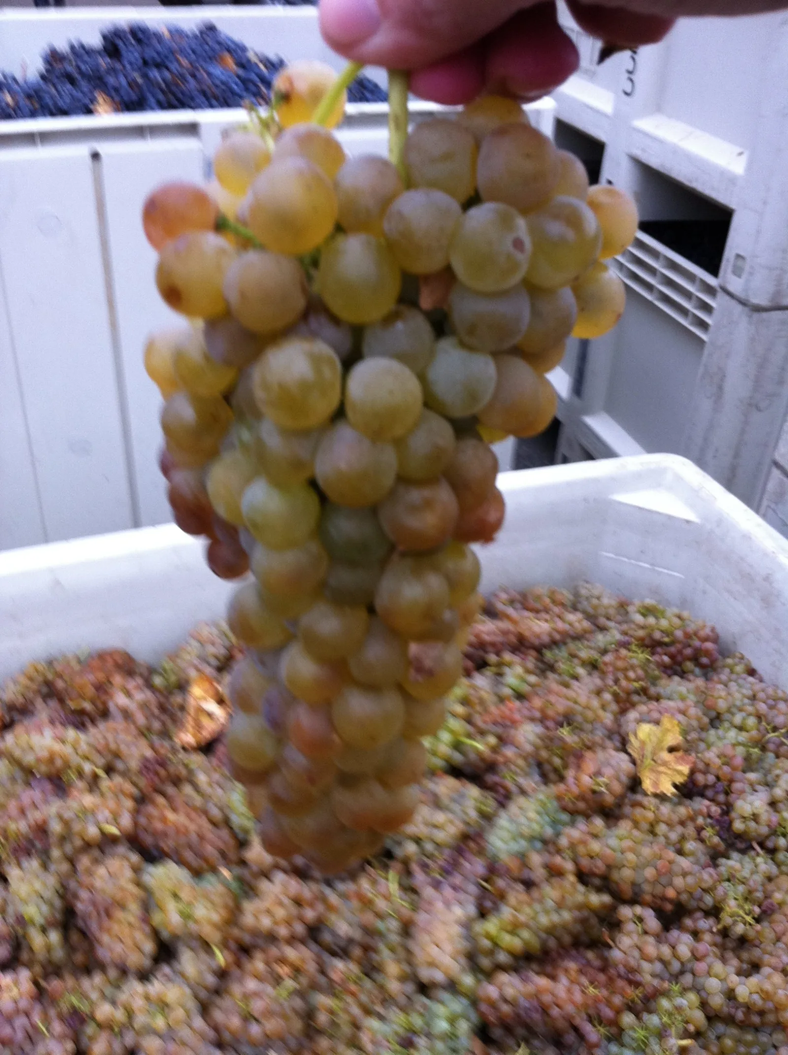 Comment savoir si un vin ouvert est encore bon ?