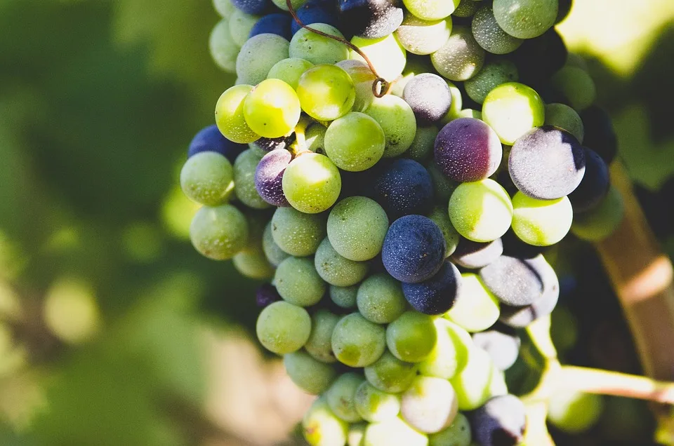Pauillac : l’appellation emblématique des vins du Médoc