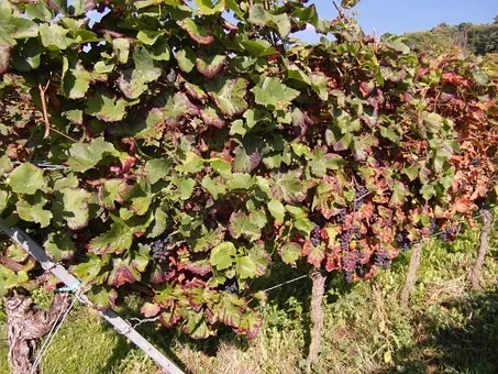 Où trouver le Beaujolais nouveau ?