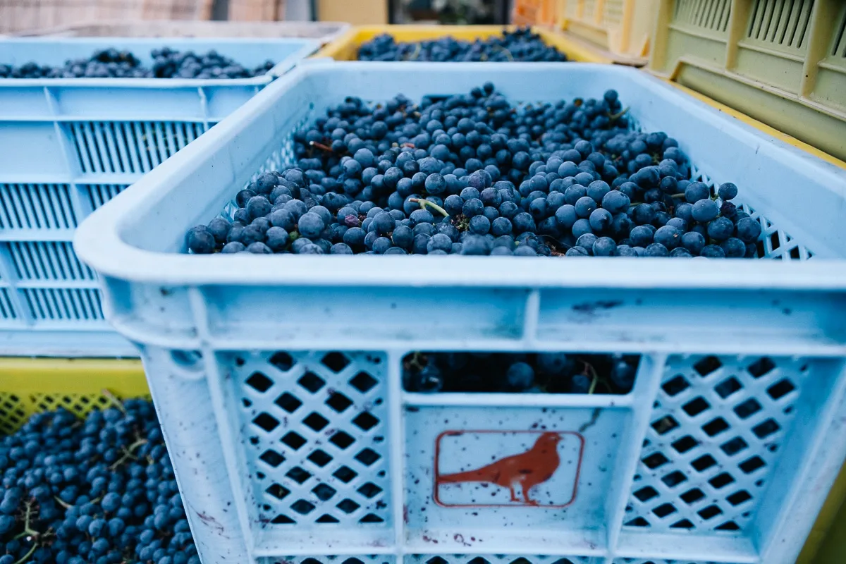 Quel est le meilleur vin rouge ?