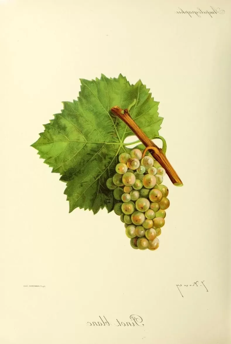 Comment le champagne devient Petillant ?
