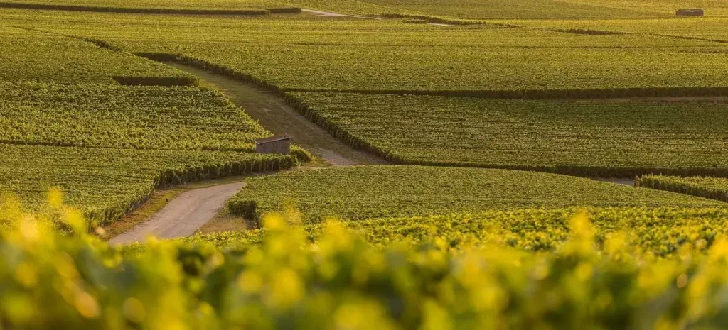 vignobles champagne
