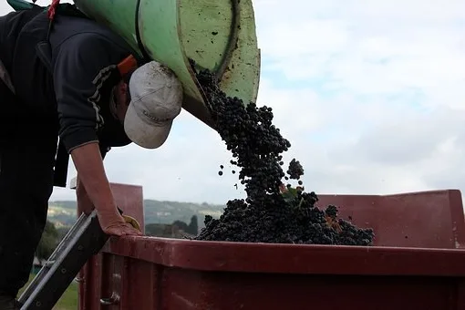 Qui a inventé le beaujolais nouveau ?