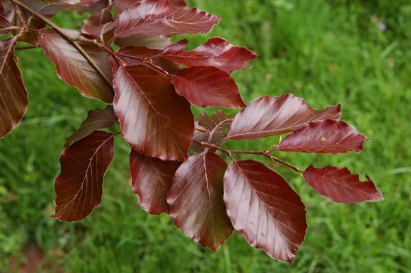 Rouge bordeaux