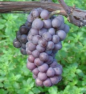 Quelle viande avec Gevrey-chambertin ?