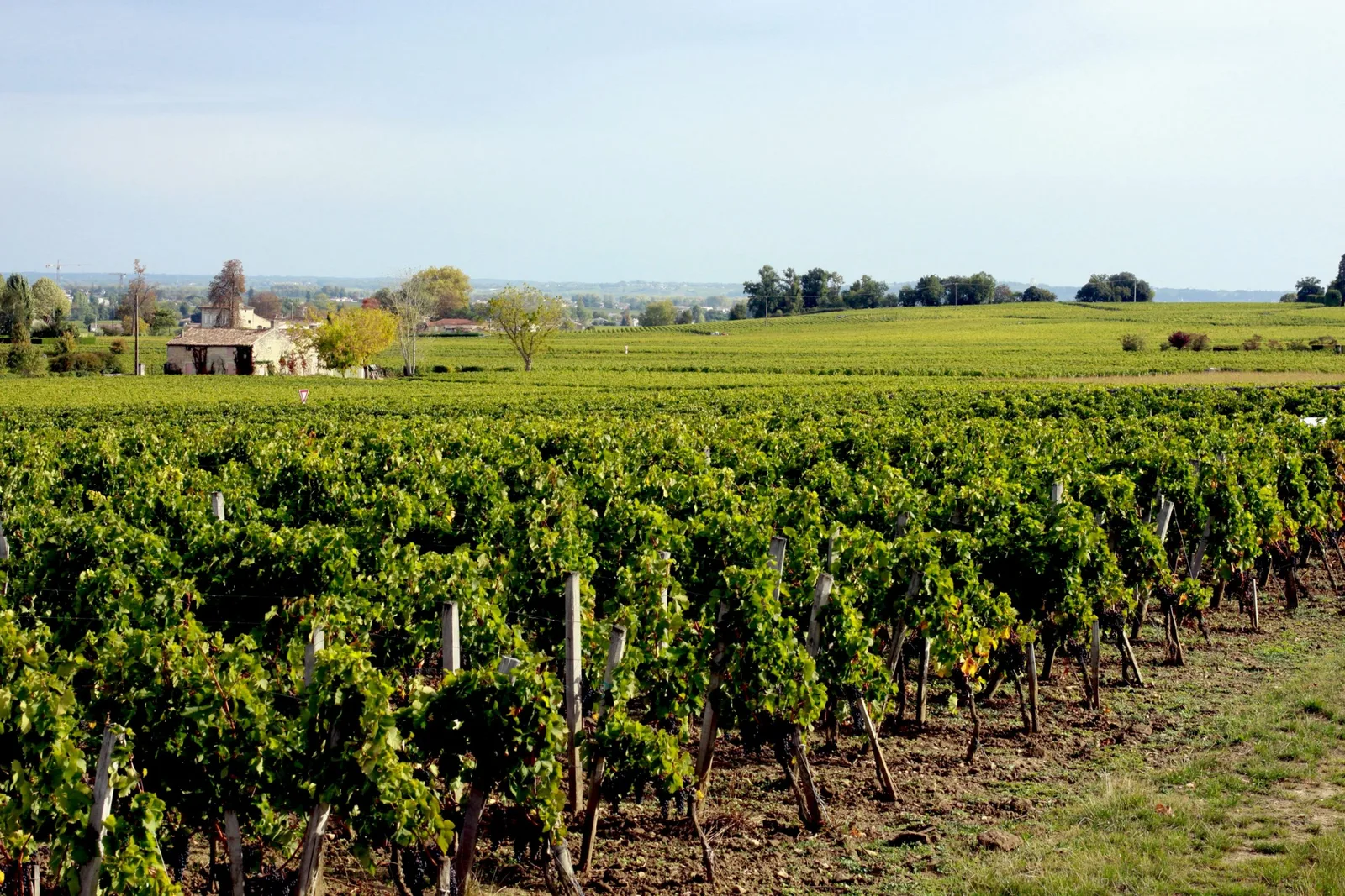 Quelle température pour boire du vin rouge ?