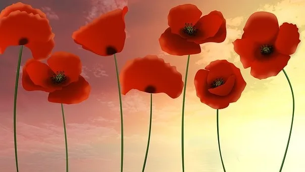 Quel est le symbole du coquelicot ?