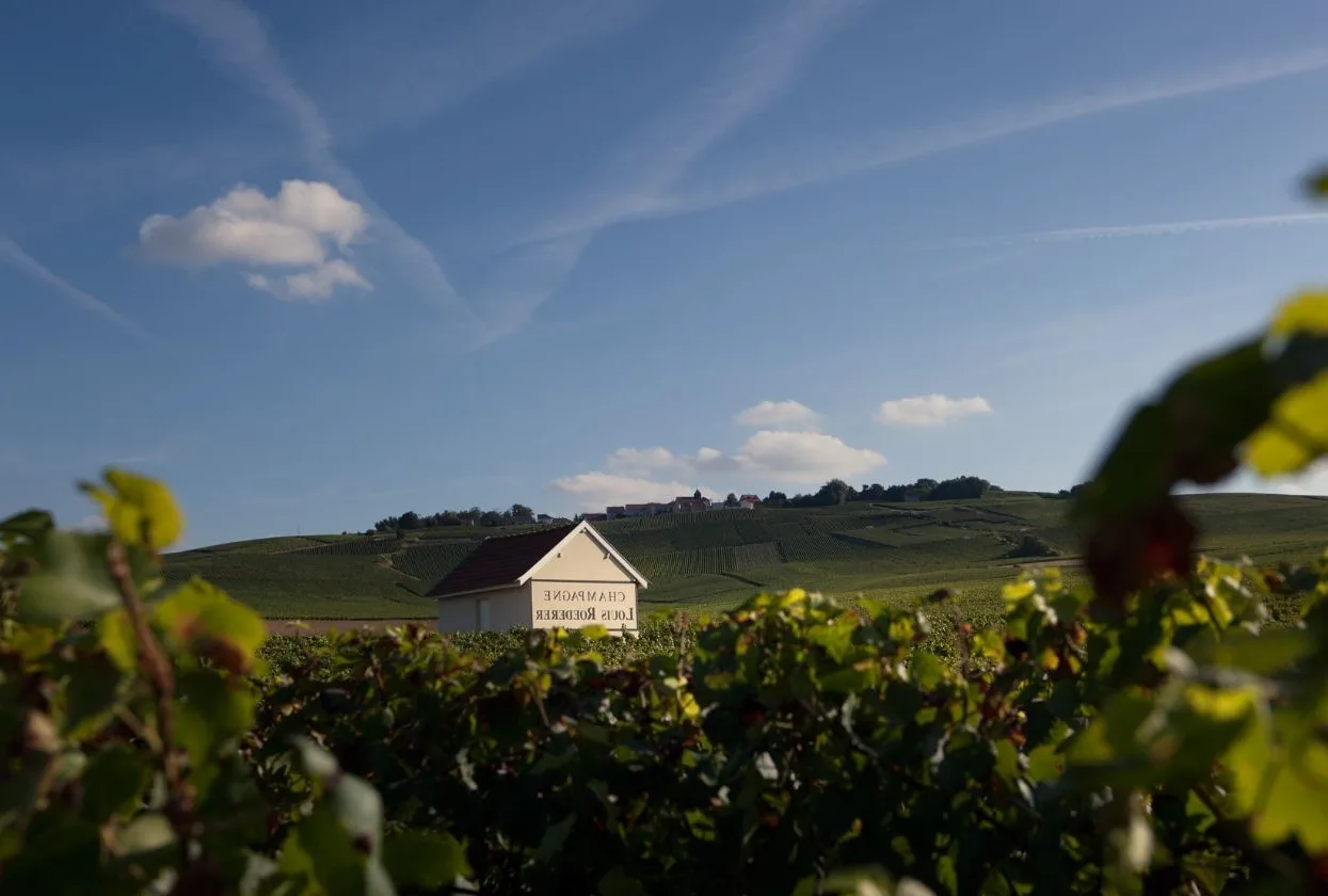 Champagne louis roederer
