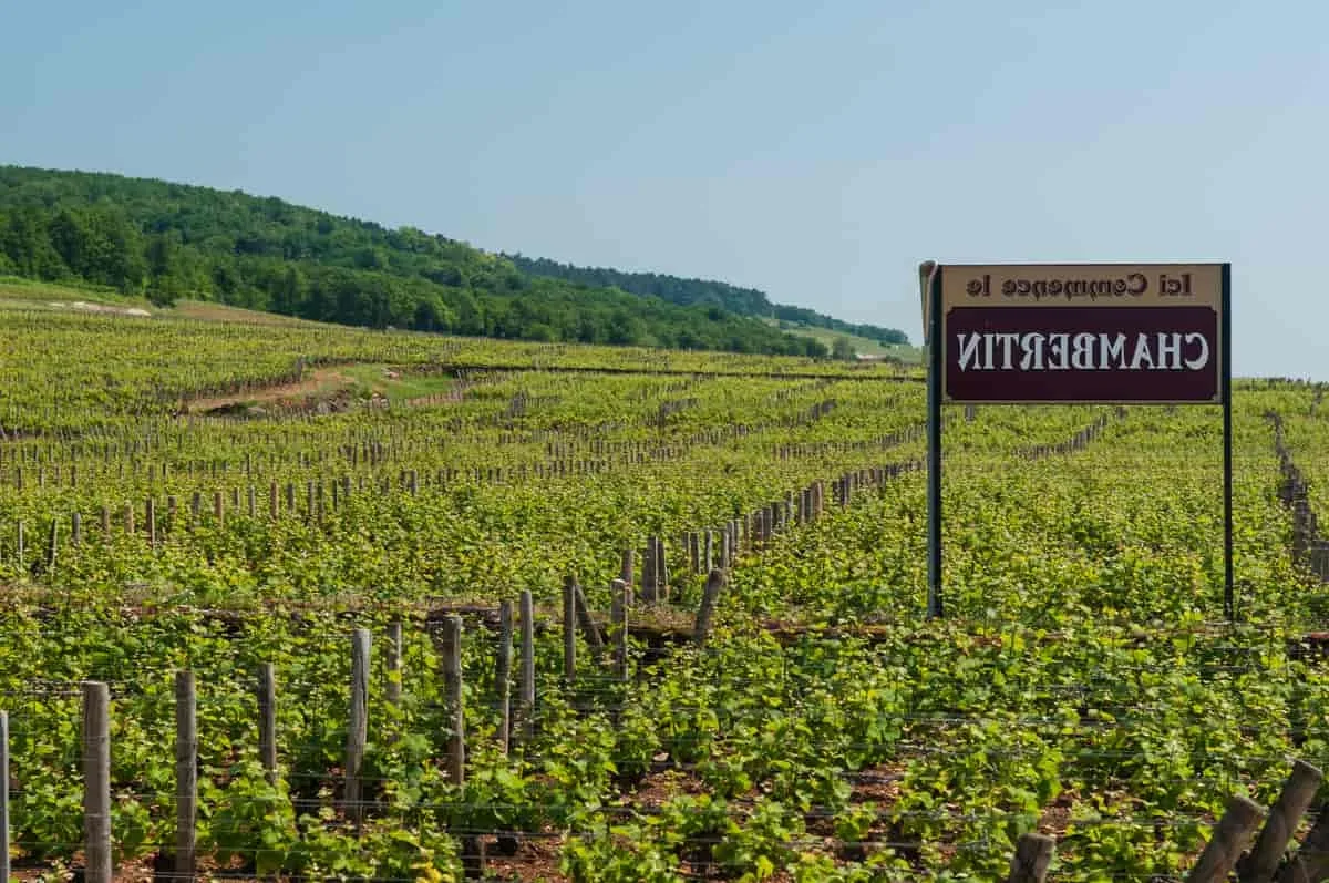 Comment savoir quel vin on aime ?