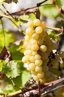 Quel est le cépage du muscadet ?