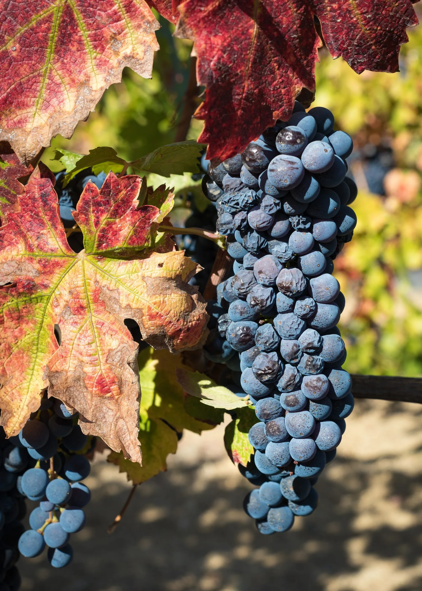 Quelle température servir pinot noir ?