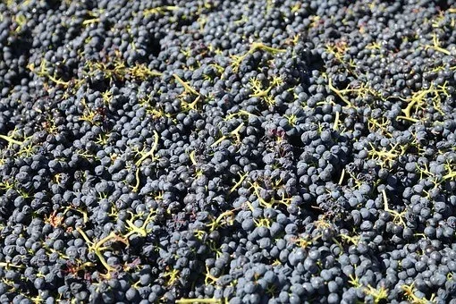Est-ce que le Sauvignon est un vin blanc sec ?