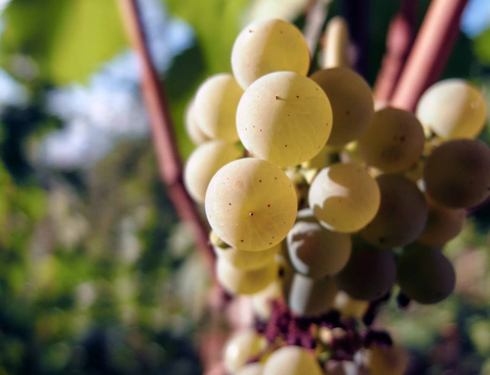 Pourquoi le vin blanc excité ?