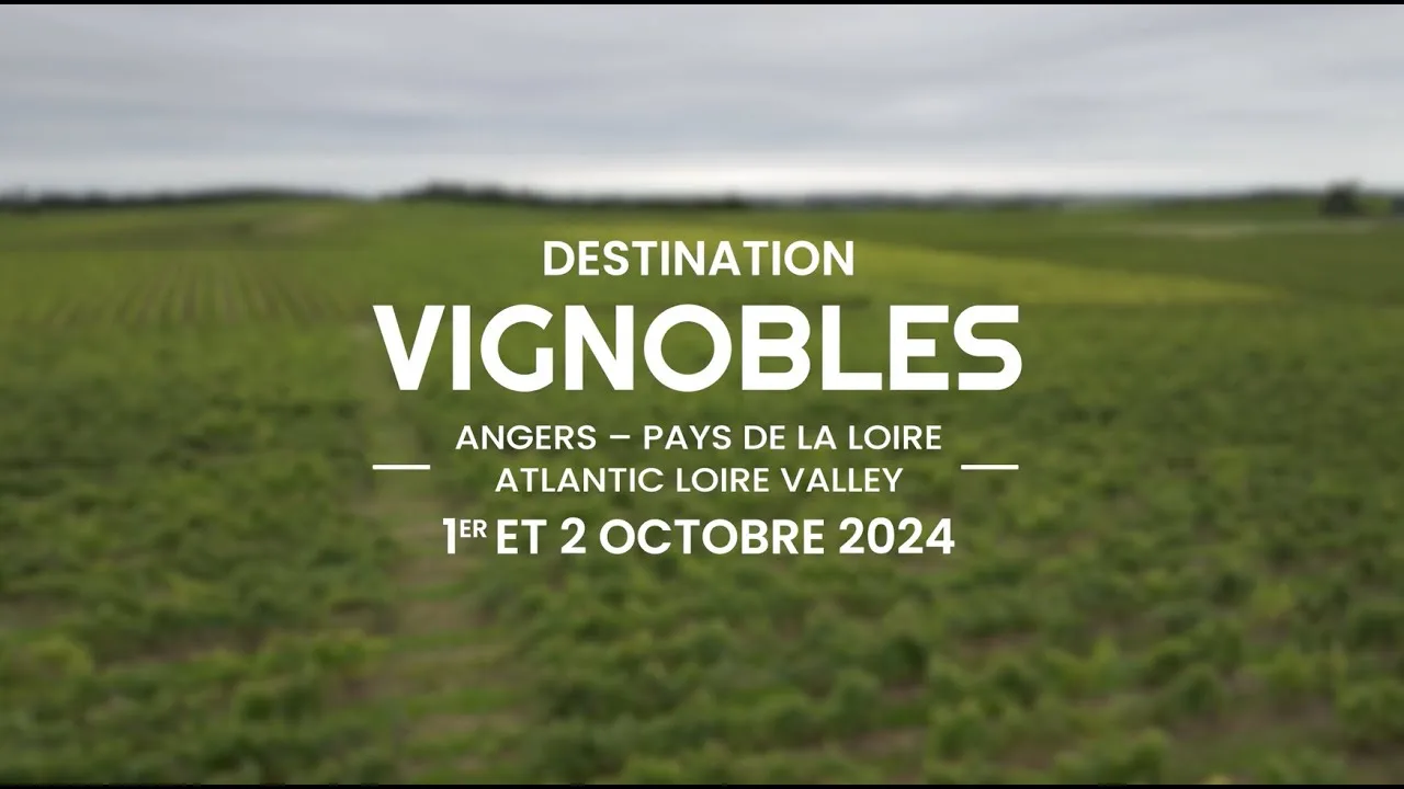 Les vignobles de Loire, destination phare de l’oenotourisme