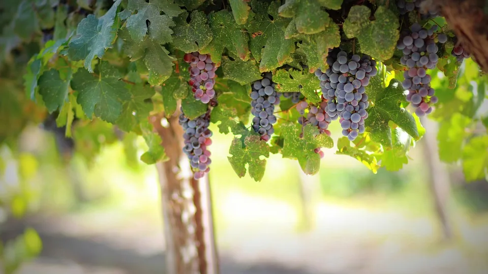 Crozes-Hermitage : un vin d’exception au cœur de la Drôme