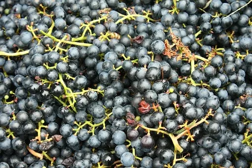 Quel plat avec un pinot noir d