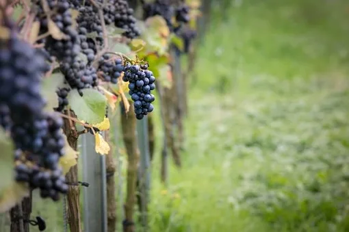 Comment boire le pinot noir de Bourgogne ?