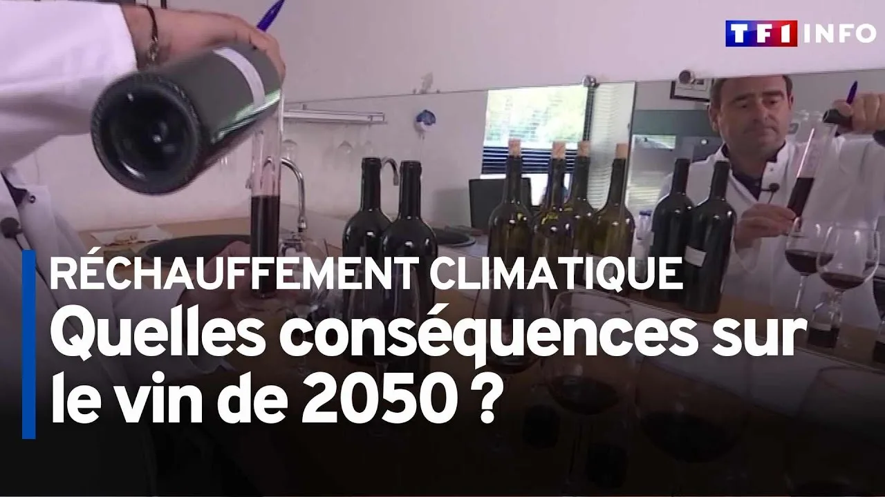 Réchauffement climatique : Votre vin de Bordeaux pourrait devenir encore meilleur ! Découvrez pourquoi