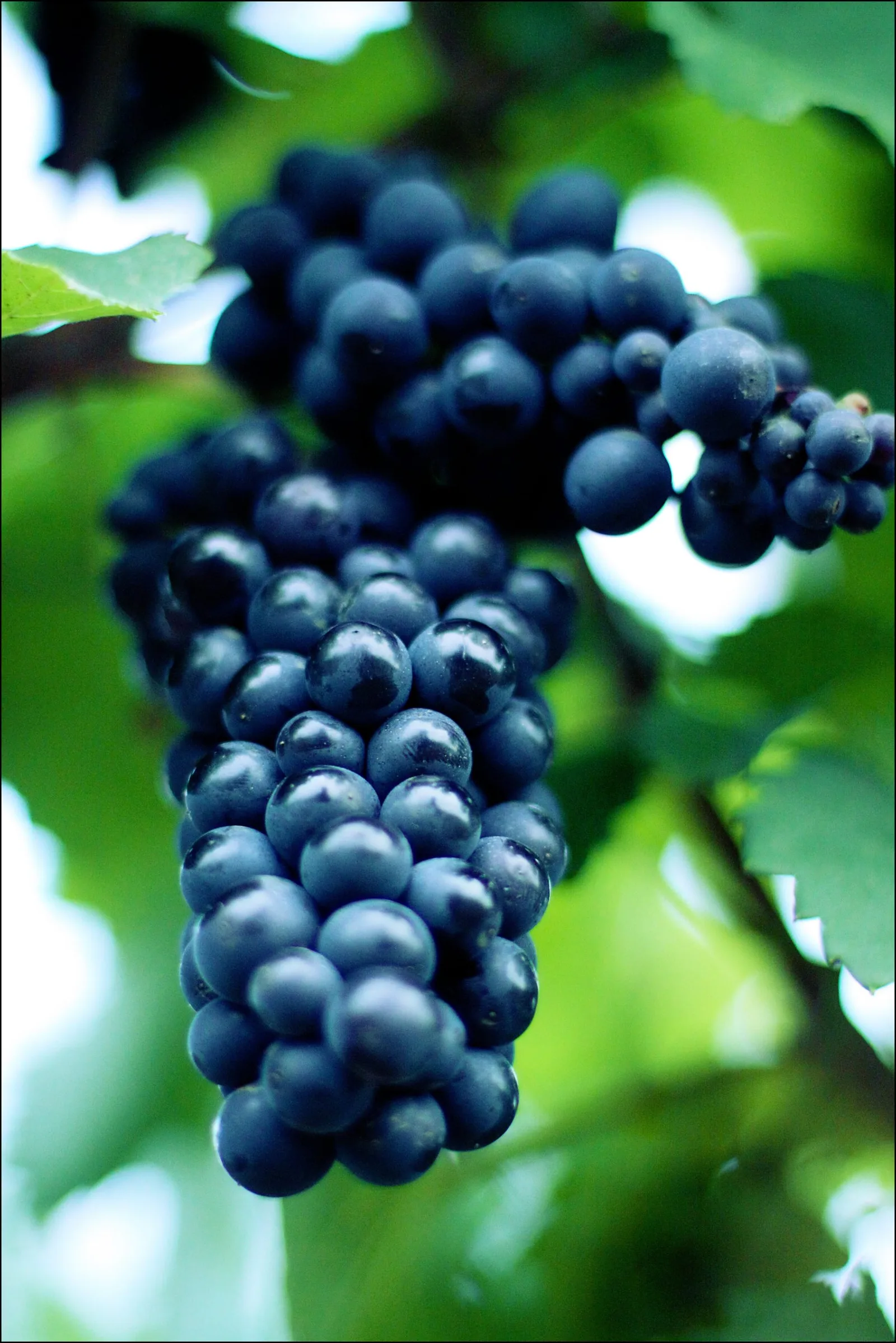 Pinot noir