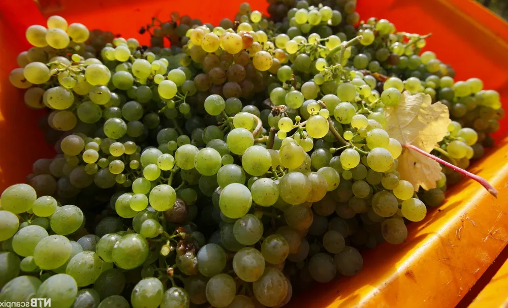 Quel vin rouge avec cabillaud ?