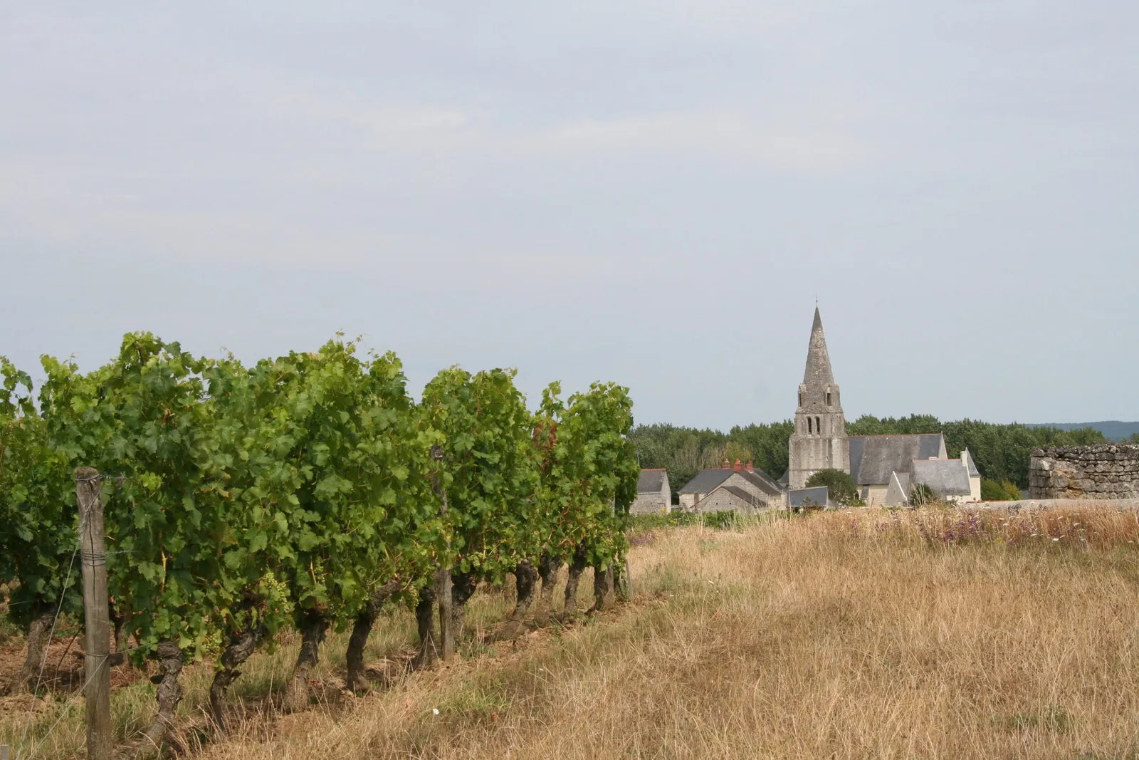 Où acheter du bon vin à Saumur ?