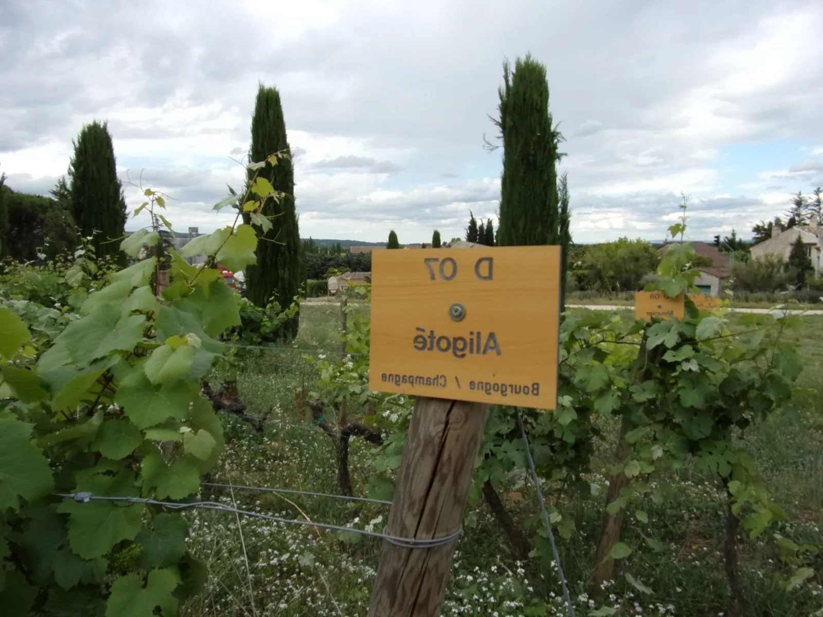 Quel type de vin est le Chardonnay ?