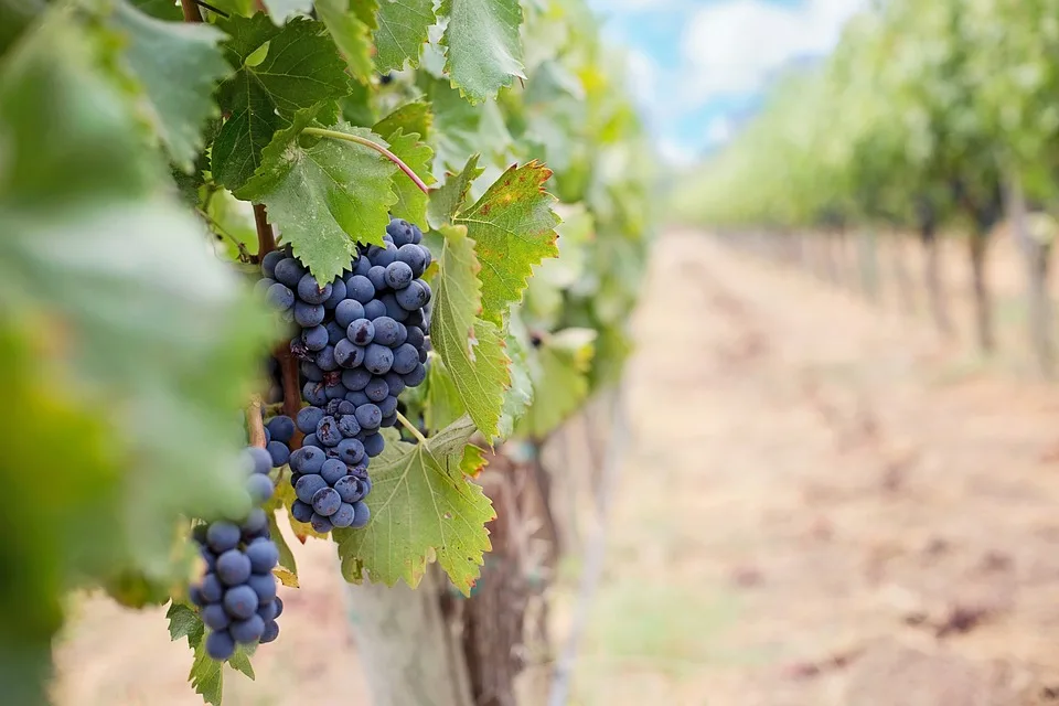 Gevrey-Chambertin : un vin de caractère, un terroir d’exception