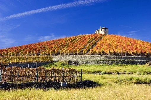 Comment se boit le Pouilly-fumé ?