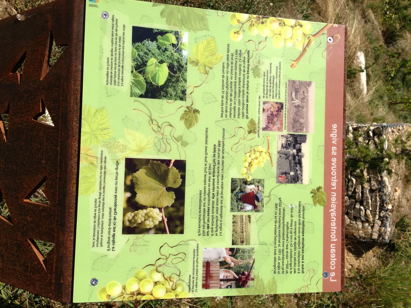 Comment reconnaître un vin moelleux ?