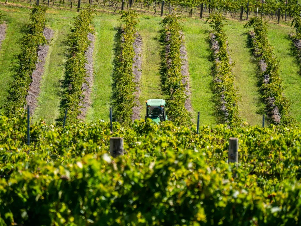 Est-ce que le Gewurztraminer est un vin blanc sec ?