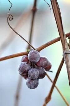 Quel fromage avec le Pinot Noir ?