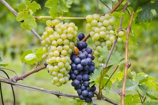 Quel vin rouge bourgogne choisir ?