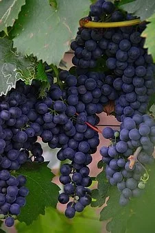 Quel plat avec du pinot blanc ?