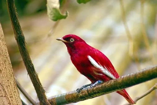 Comment obtenir la couleur rouge vermillon ?
