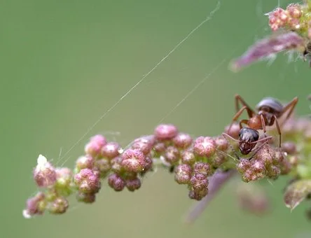 Quand boire du crémant ?