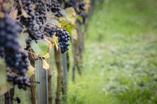 Quand boire un Meursault blanc ?