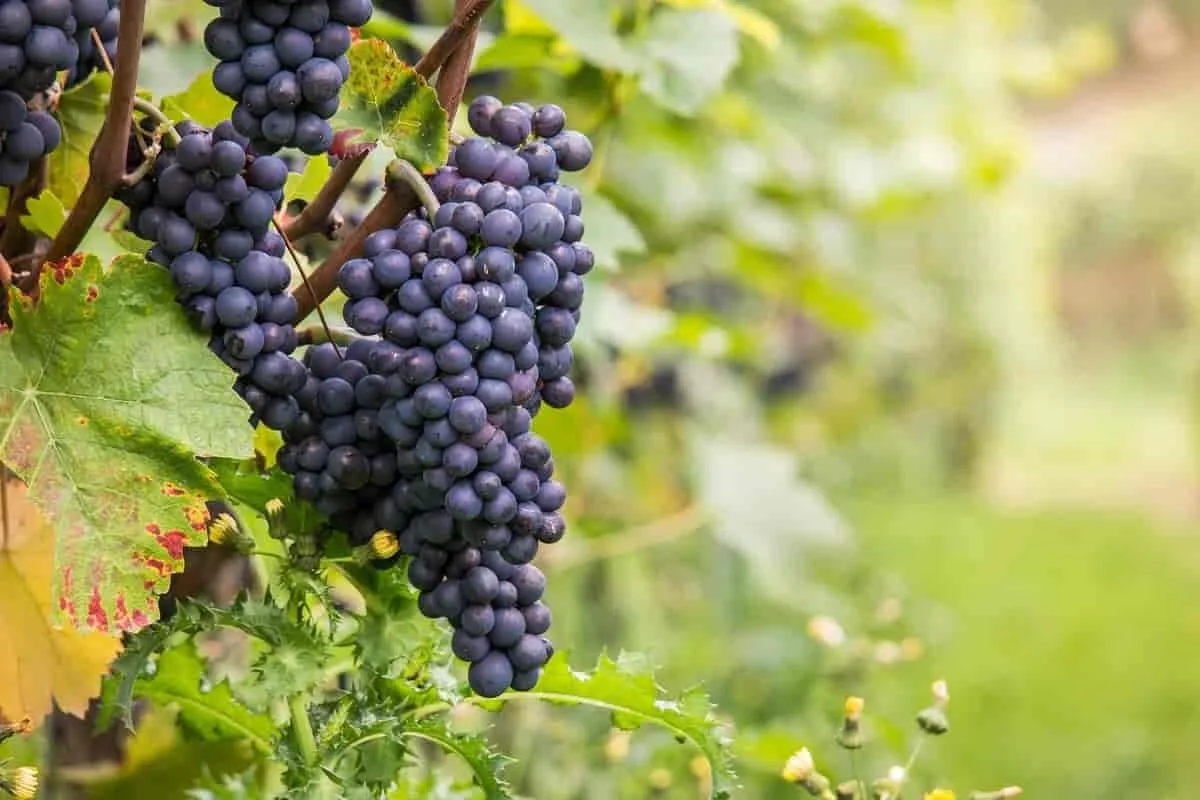 Quel plat avec un Chardonnay ?