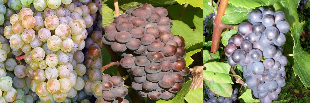 Quelle année pour un bourgogne ?