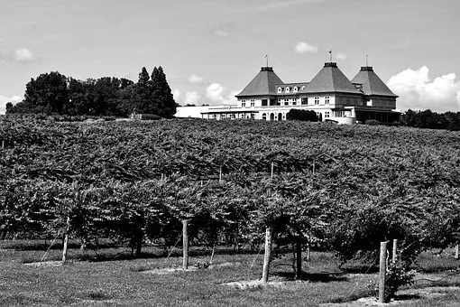 Quand boire du pinot gris ?