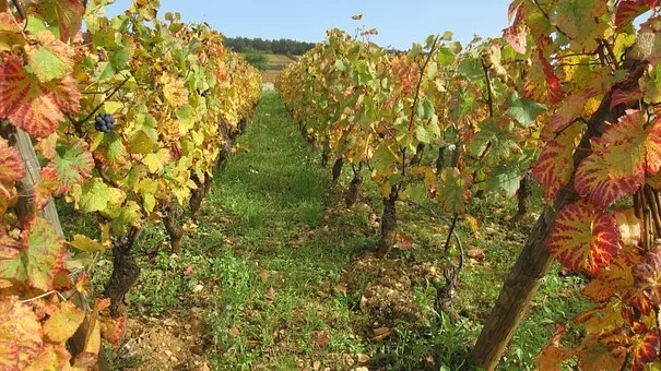 Quel est le plus grand vin de Bourgogne ?