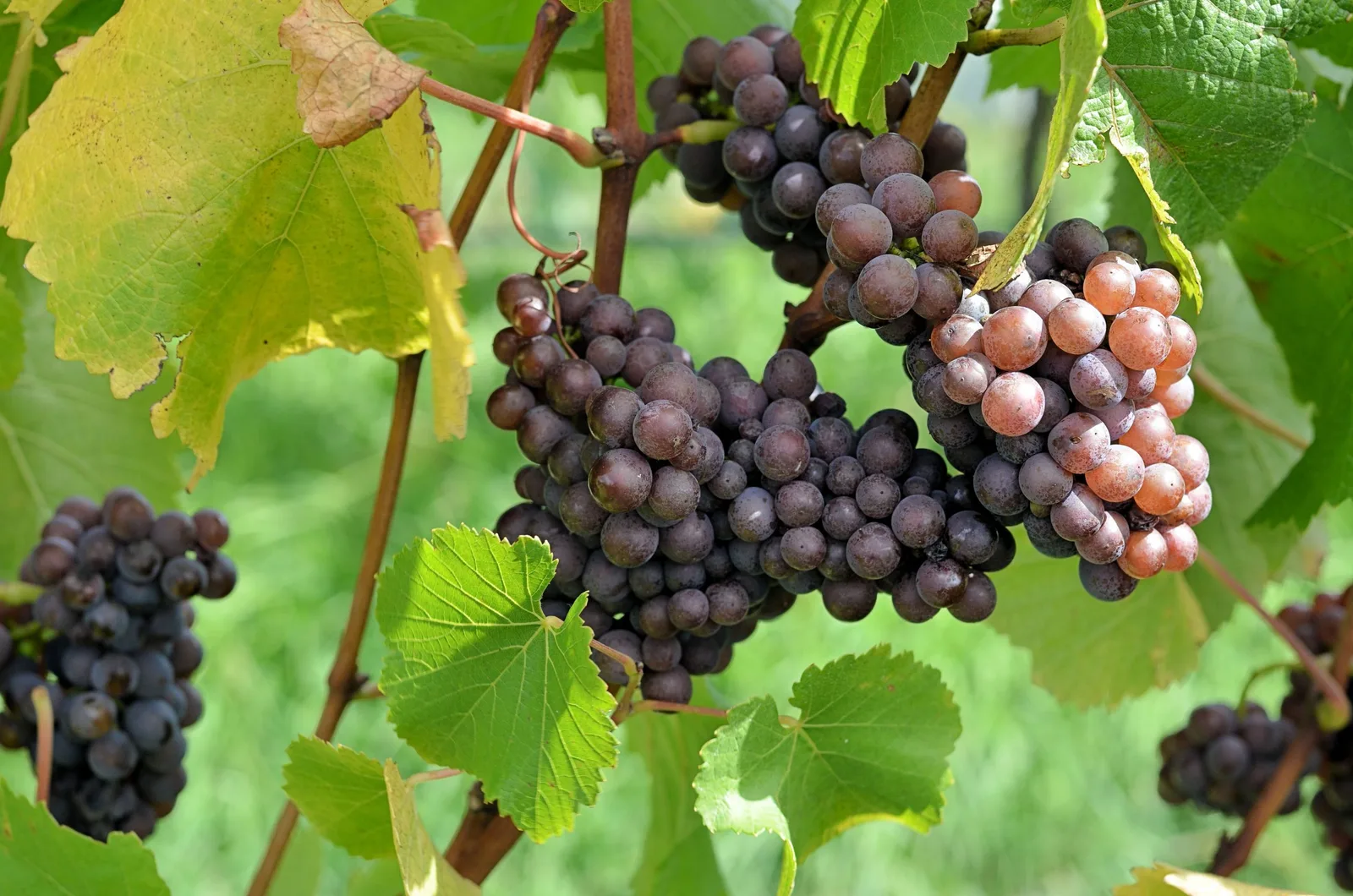 Est-ce que le vin blanc se conserve ?