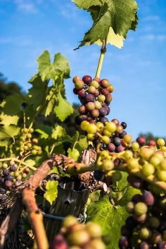 Quel plat avec le Sylvaner ?