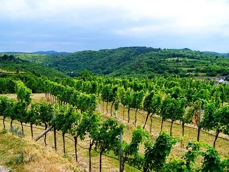Où se trouve le Pouilly-fuissé ?