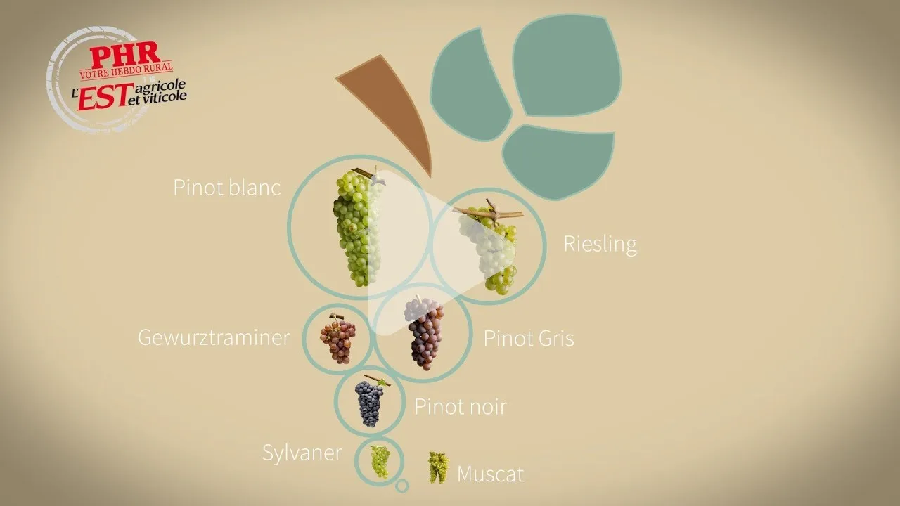 Top 3 des meilleurs vins d’Alsace pour les connaisseurs