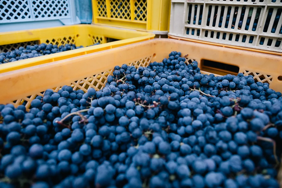 Comment faire du vin blanc doux ?