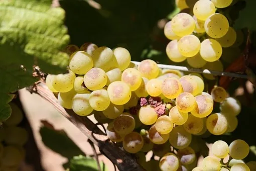 Comment déguster le Beaujolais ?