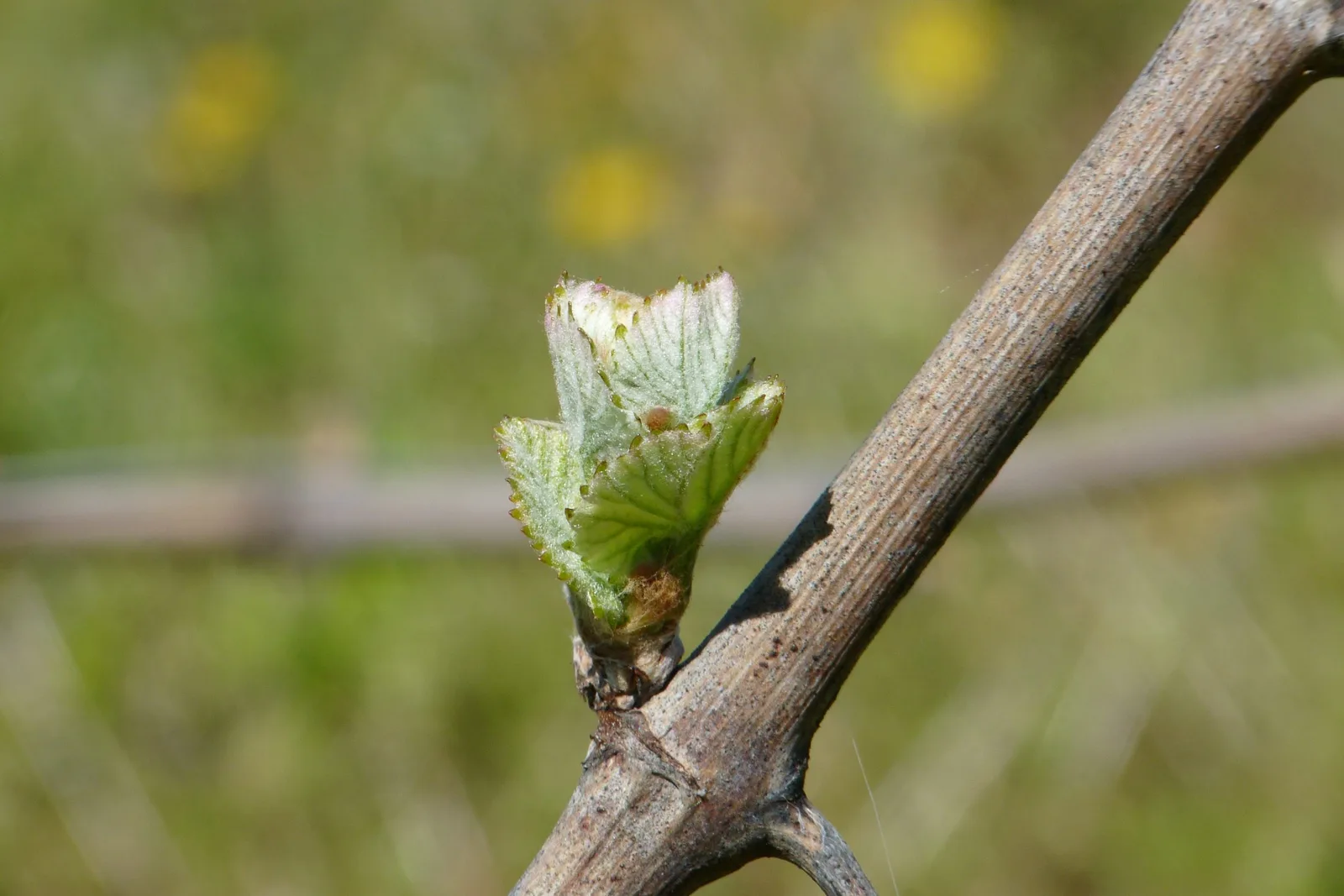 Quand boire vin de Bourgogne ?