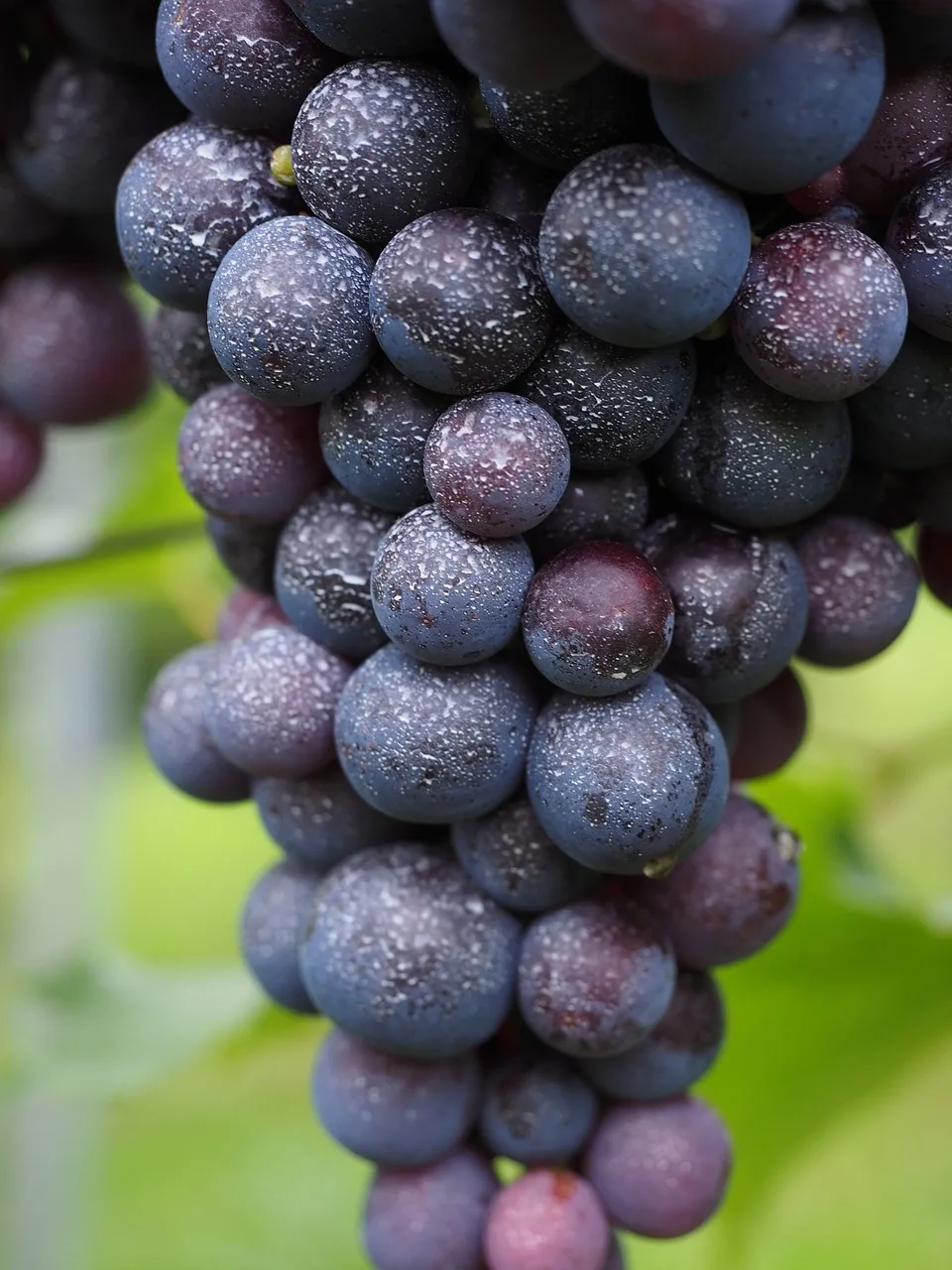 Quel cépage pour le vin rosé ?