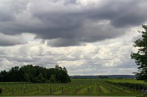 Quel plat avec du pinot noir ?